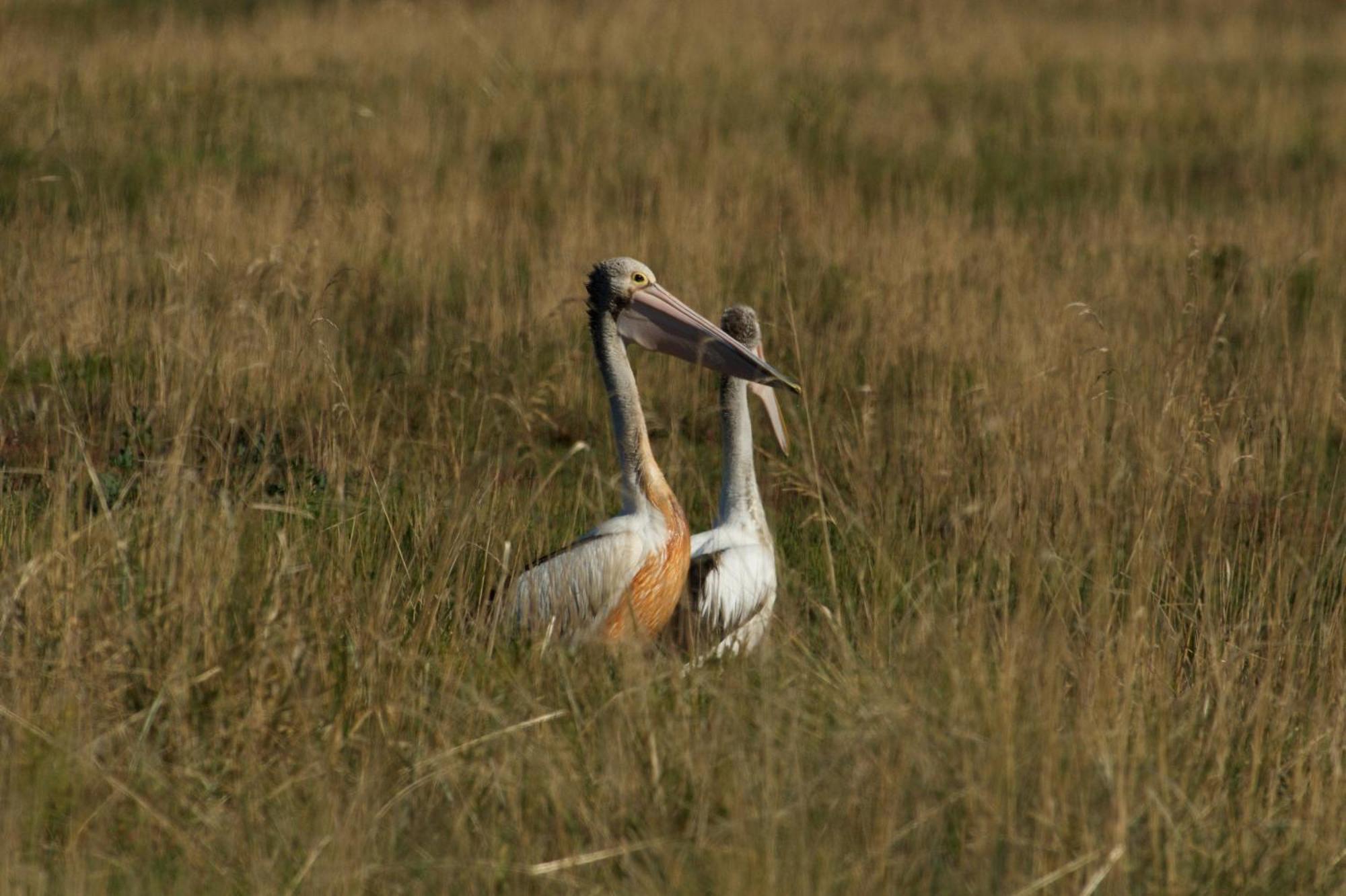 Pelican Point Sanctuary St Helens Zewnętrze zdjęcie