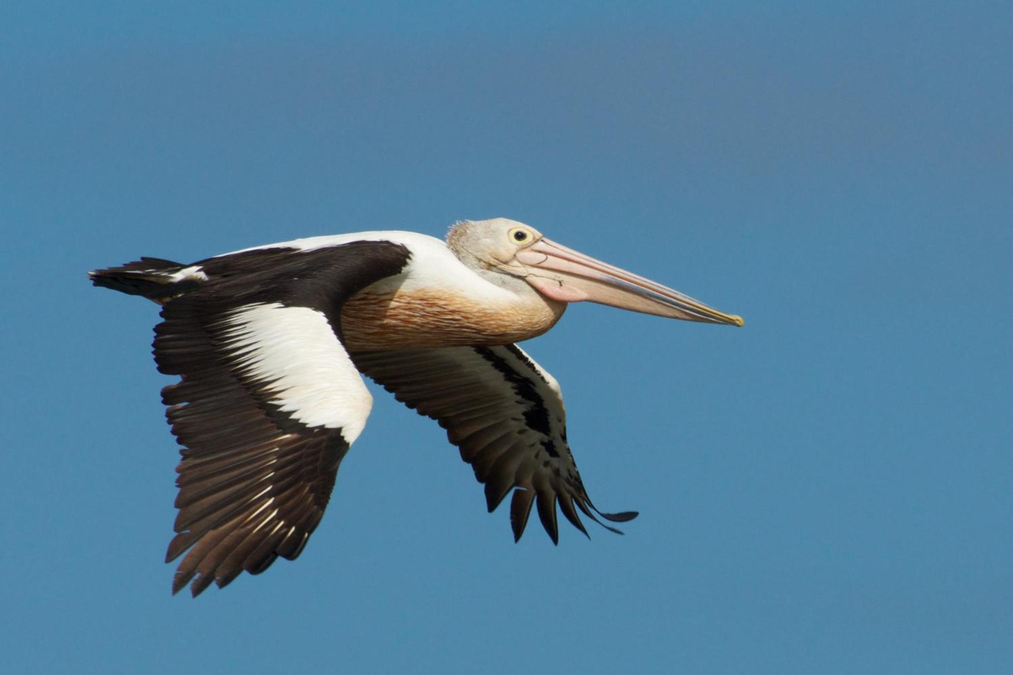 Pelican Point Sanctuary St Helens Zewnętrze zdjęcie