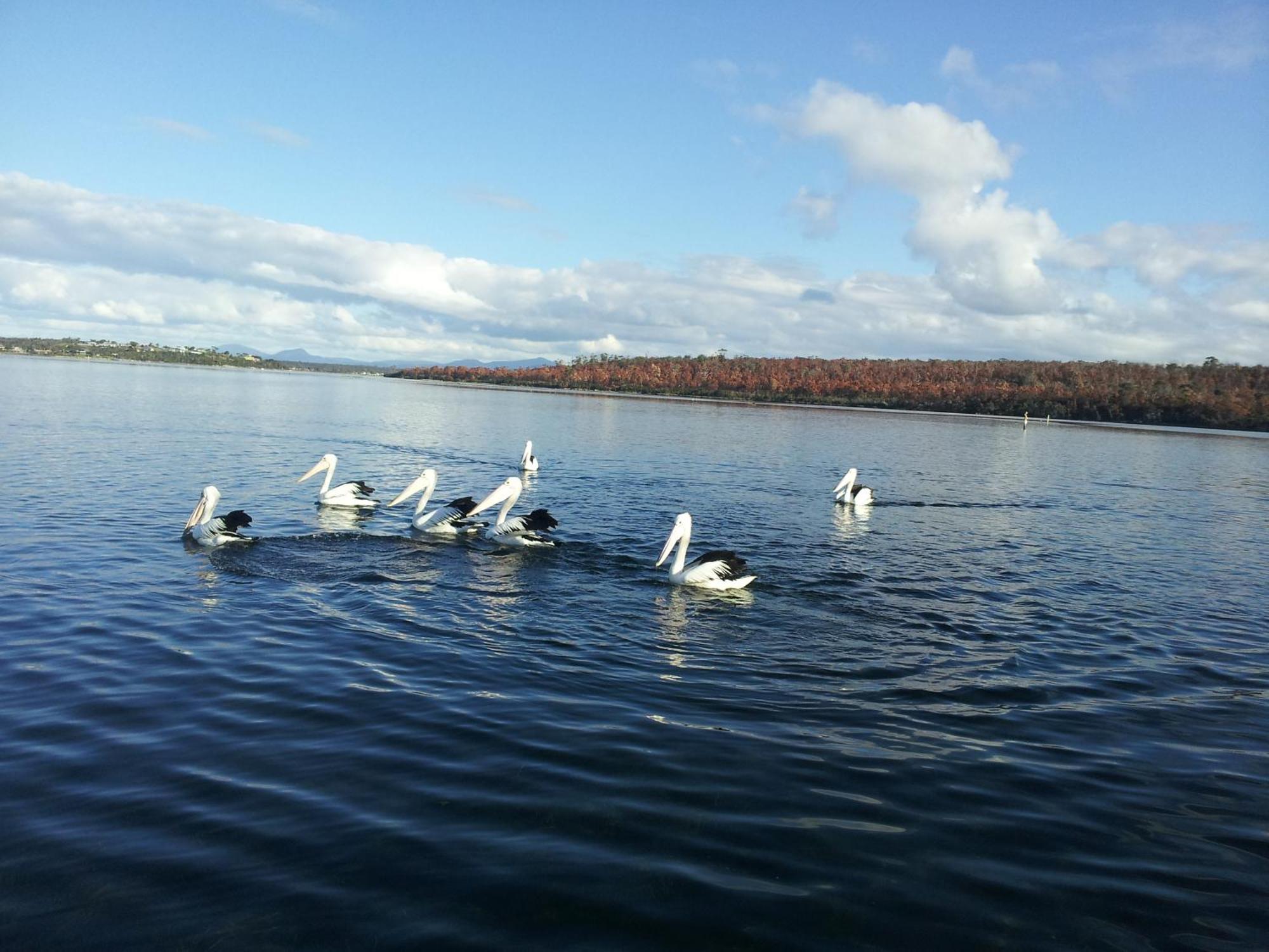 Pelican Point Sanctuary St Helens Zewnętrze zdjęcie