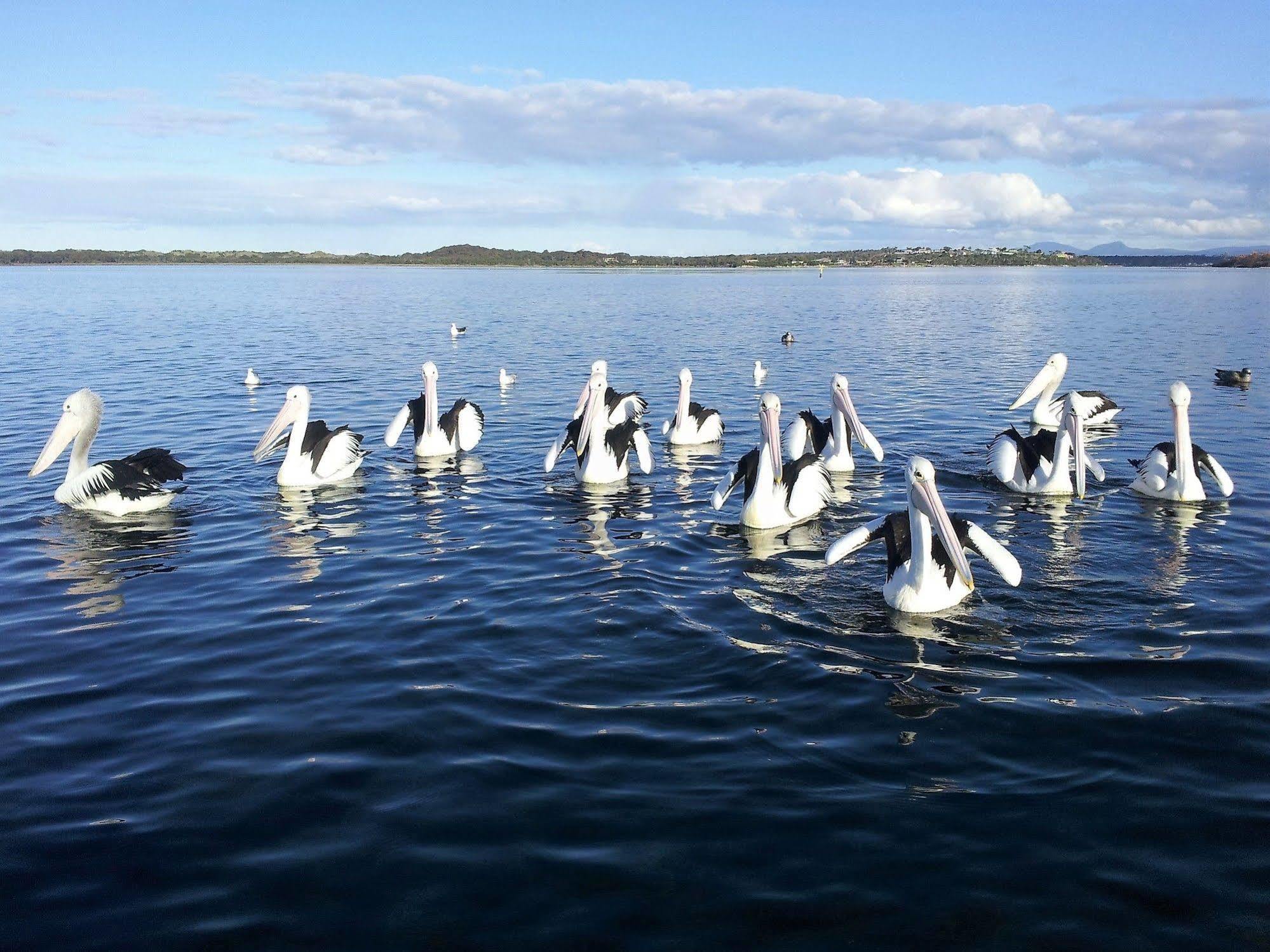 Pelican Point Sanctuary St Helens Zewnętrze zdjęcie
