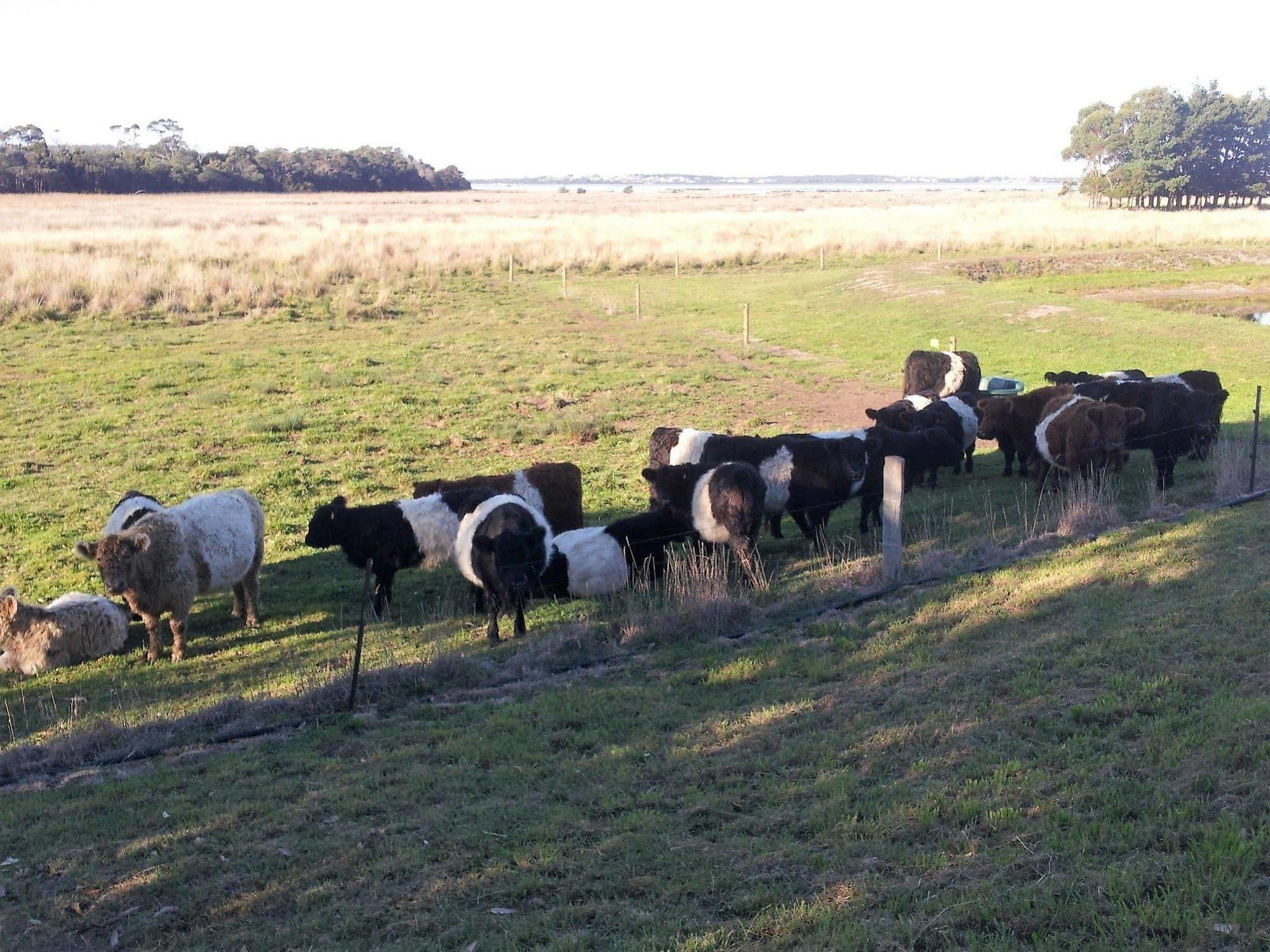 Pelican Point Sanctuary St Helens Zewnętrze zdjęcie